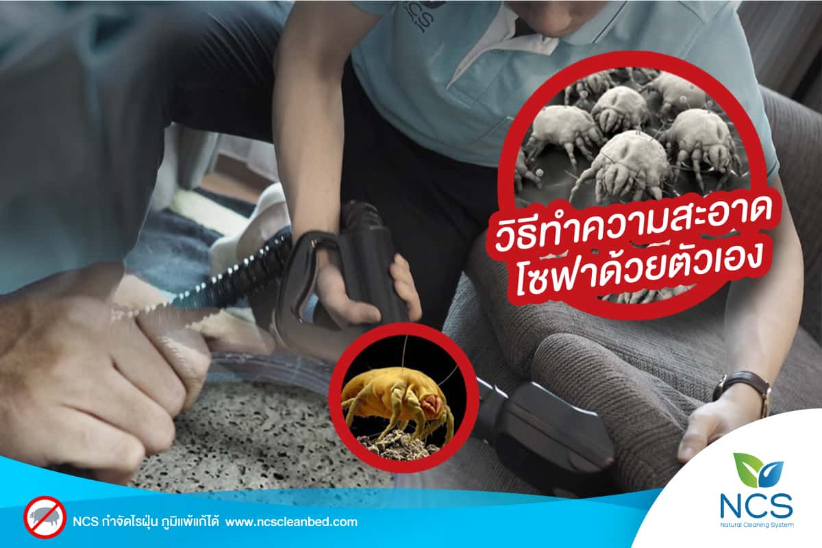 วิธีทำความสะอาดโซฟา